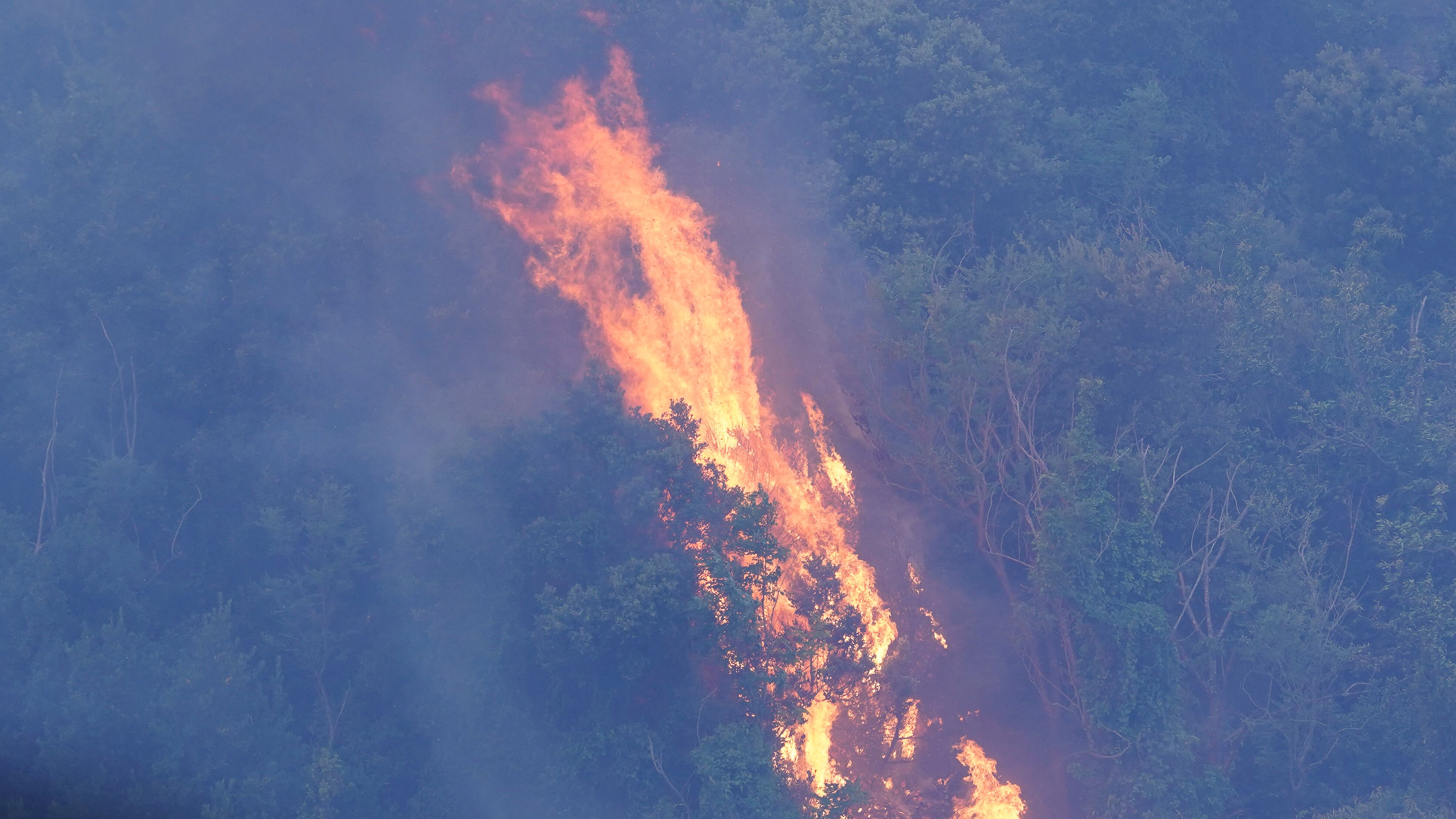 La Sardegna va a fuoco. E gli animali muoiono con lei