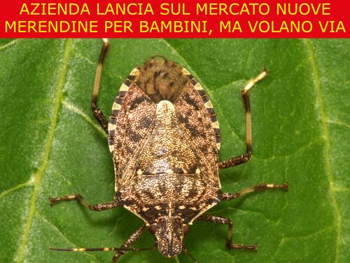 La satira del giorno. Nuove merendine