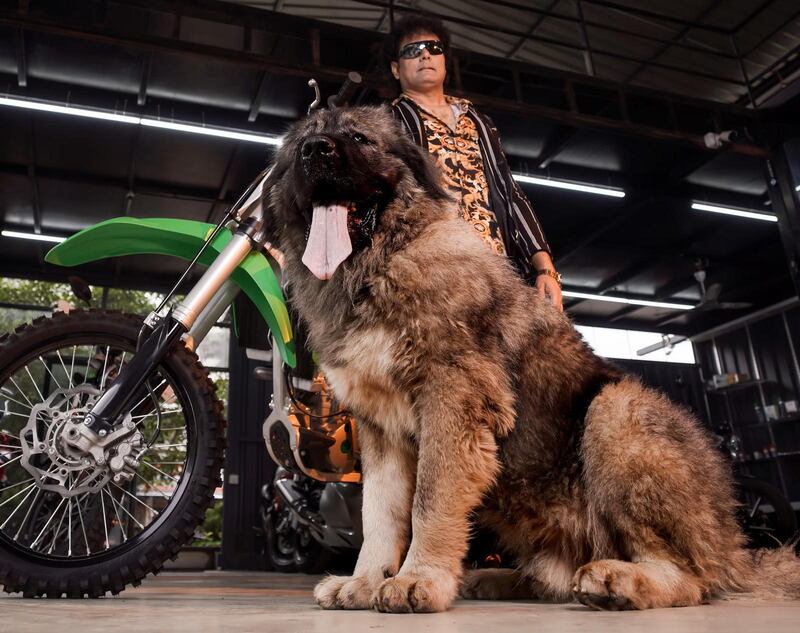 Il Cadabomb Okami, il cane più costoso al mondo insieme al suo proprietario l'indiano  S. Sathish che lo ha pagato 5,3 milioni di euro (Foto social)