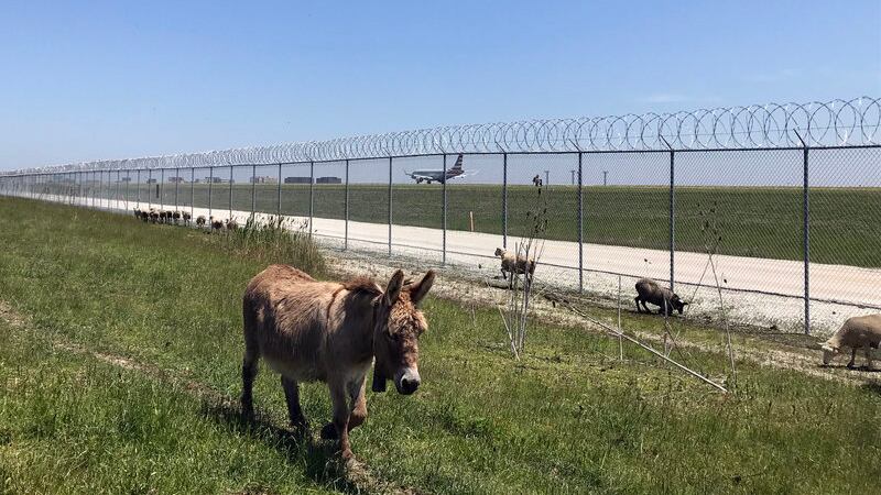 Pecore, capre e asini. Così l'aeroporto funziona alla grande