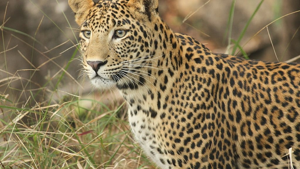 Sudafrica, un leopardo uccide bimbo di 30 mesi nel parco Kruger