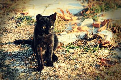 Gatto nero, foto 11