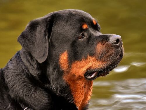 Roma, aggredita da quattro rottweiler: grave una 17enne