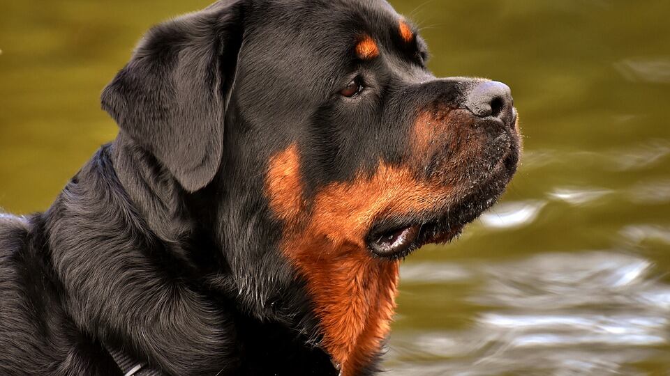 Roma, aggredita da quattro rottweiler: grave una 17enne