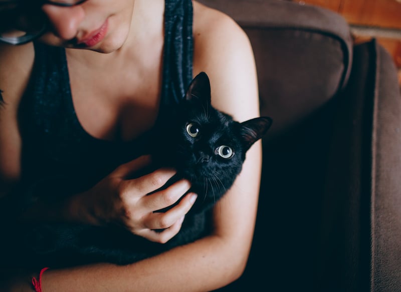 gatto