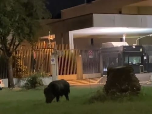 I cinghiali romani aggrediscono e rubano anche la spesa
