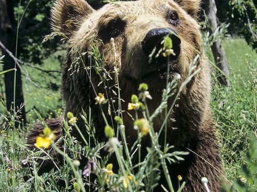 Morta l'orsa Daniza