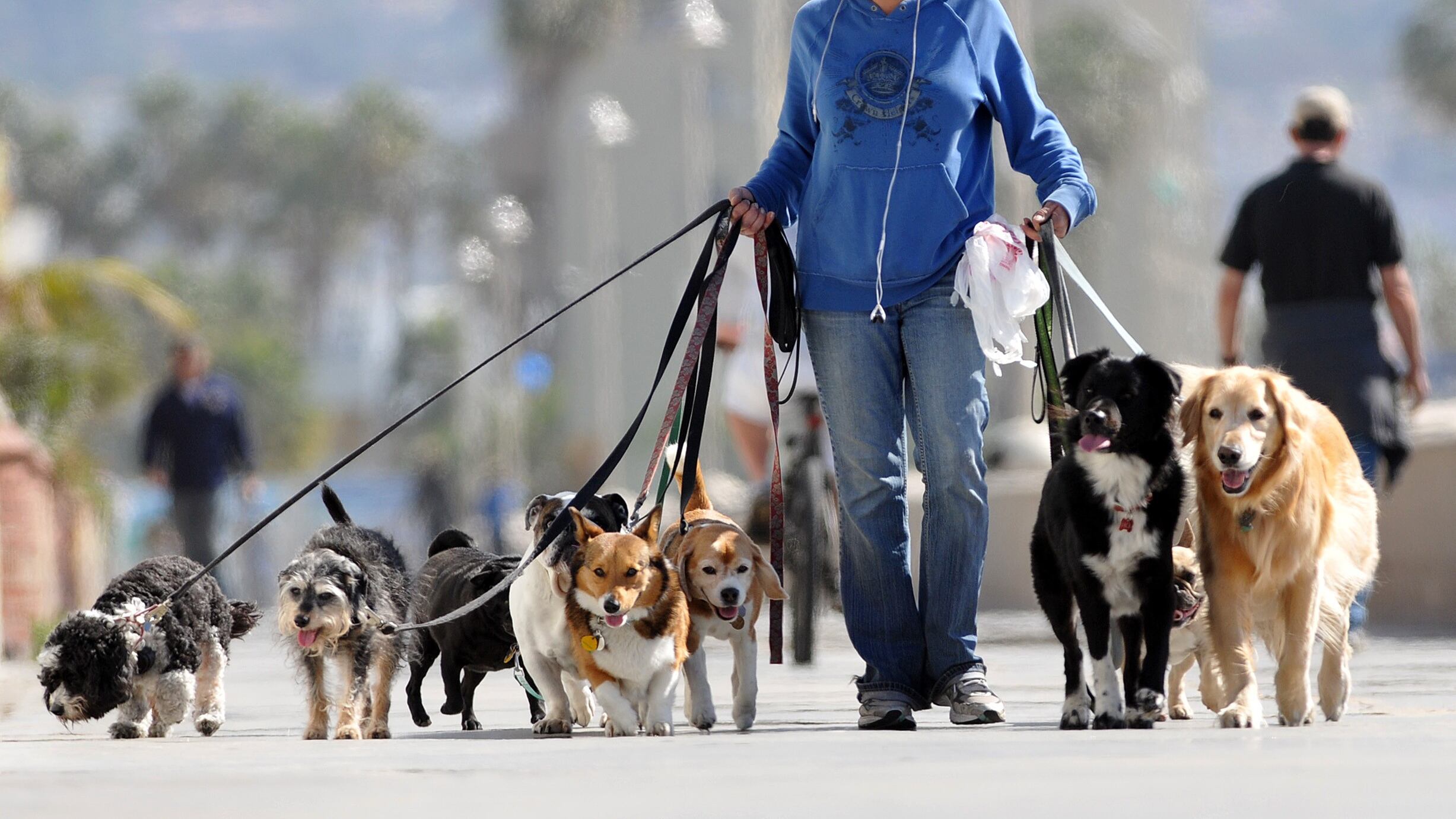 "Wag!", Fido va a spasso con un clic