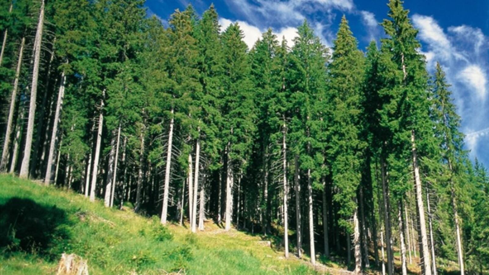 La "resilienza del bosco" fra cambiamenti climatici e utilizzo ecosostenibile