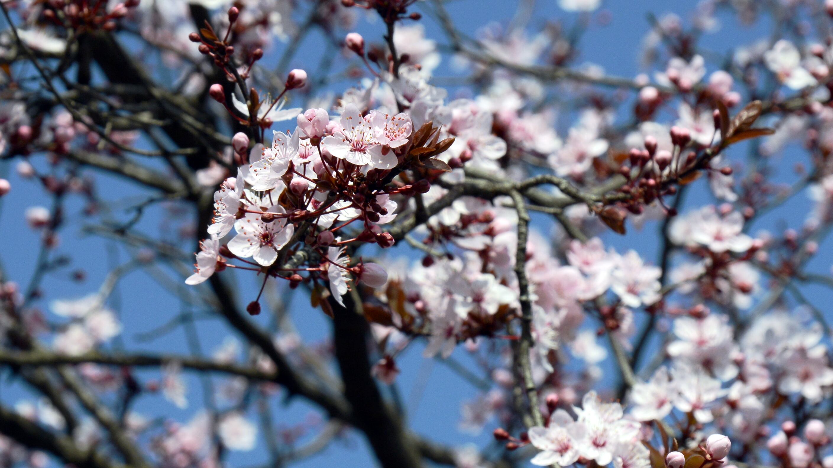 Arriva l’equinozio di primavera: quando sarà e perché è in anticipo