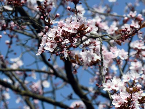 Temperature oltre i 20°C: ecco dove "scoppierà" la primavera