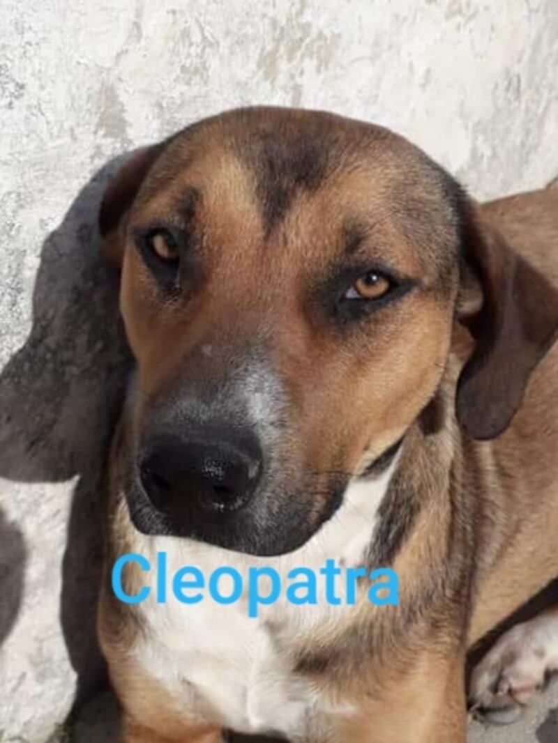 Vieste, i cani del canile dati in adozione davanti alle chiese 4