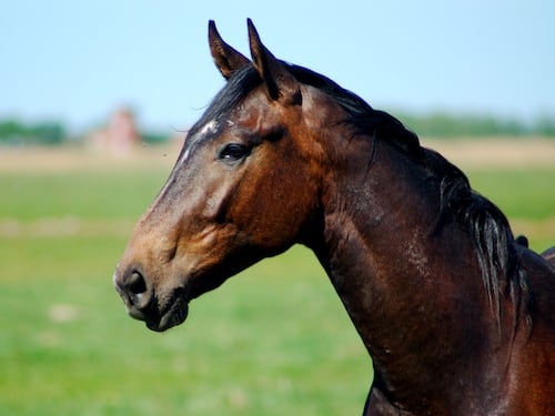 Lui la tradisce e lei si vendica inviandogli un pacco pieno di escrementi di cavallo