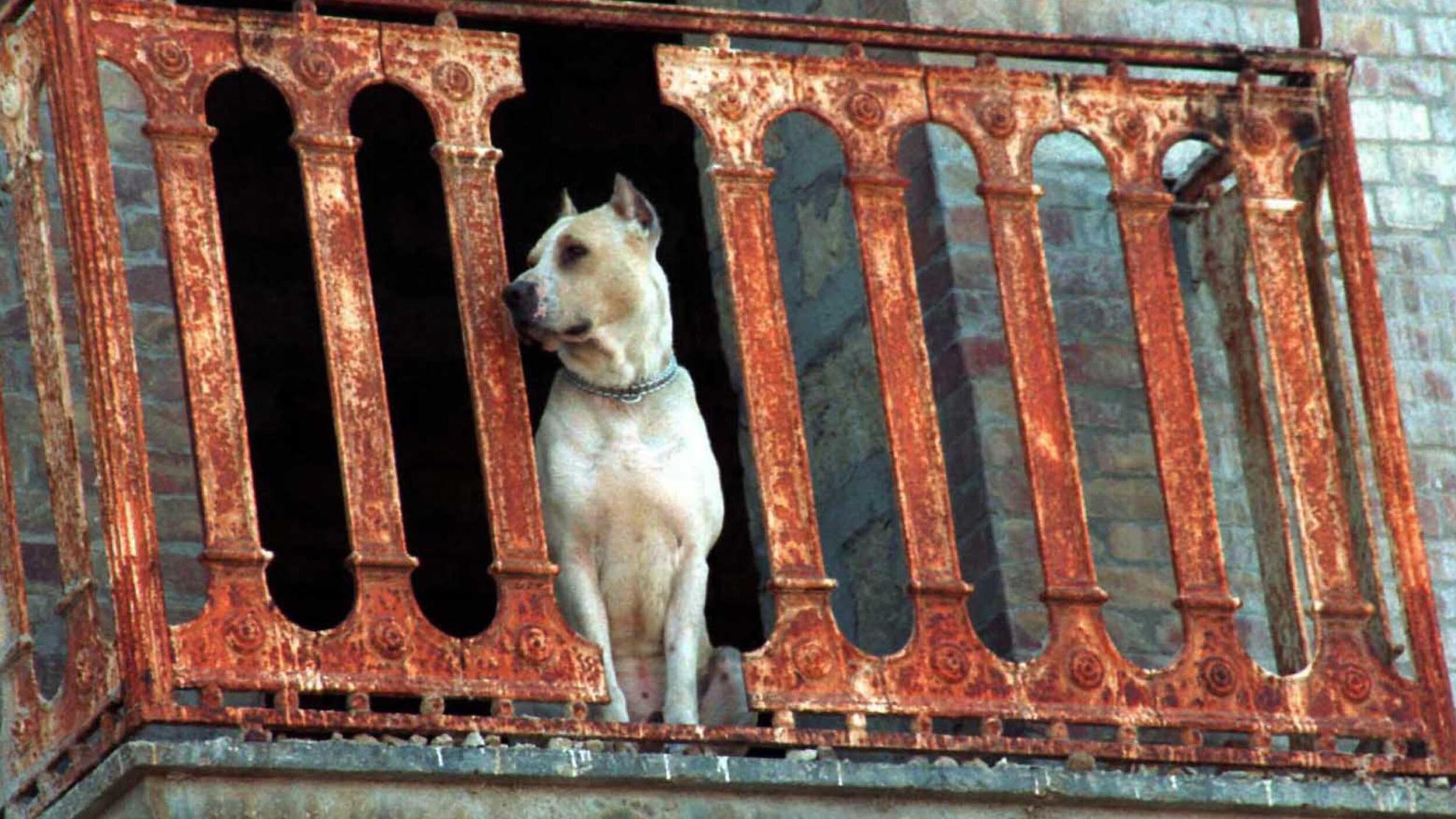 Ora lo stalking insegue anche i cani