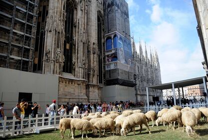 Piazza del Duomo invasa dalle pecore 7