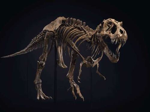Da 6 a 8 milioni di dollari. All'asta a New York lo scheletro di un T-rex