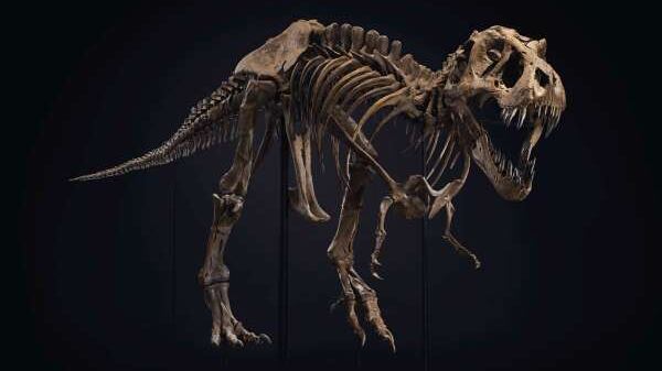 Da 6 a 8 milioni di dollari. All'asta a New York lo scheletro di un T-rex