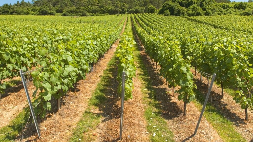 "Séjour de Champagne": l' appuntamento per celebrare il vino più famoso al mondo
