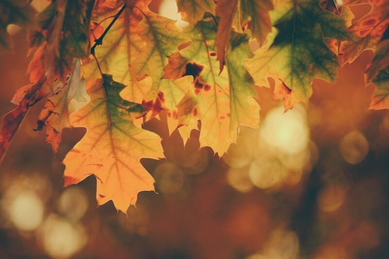 Foglie colori