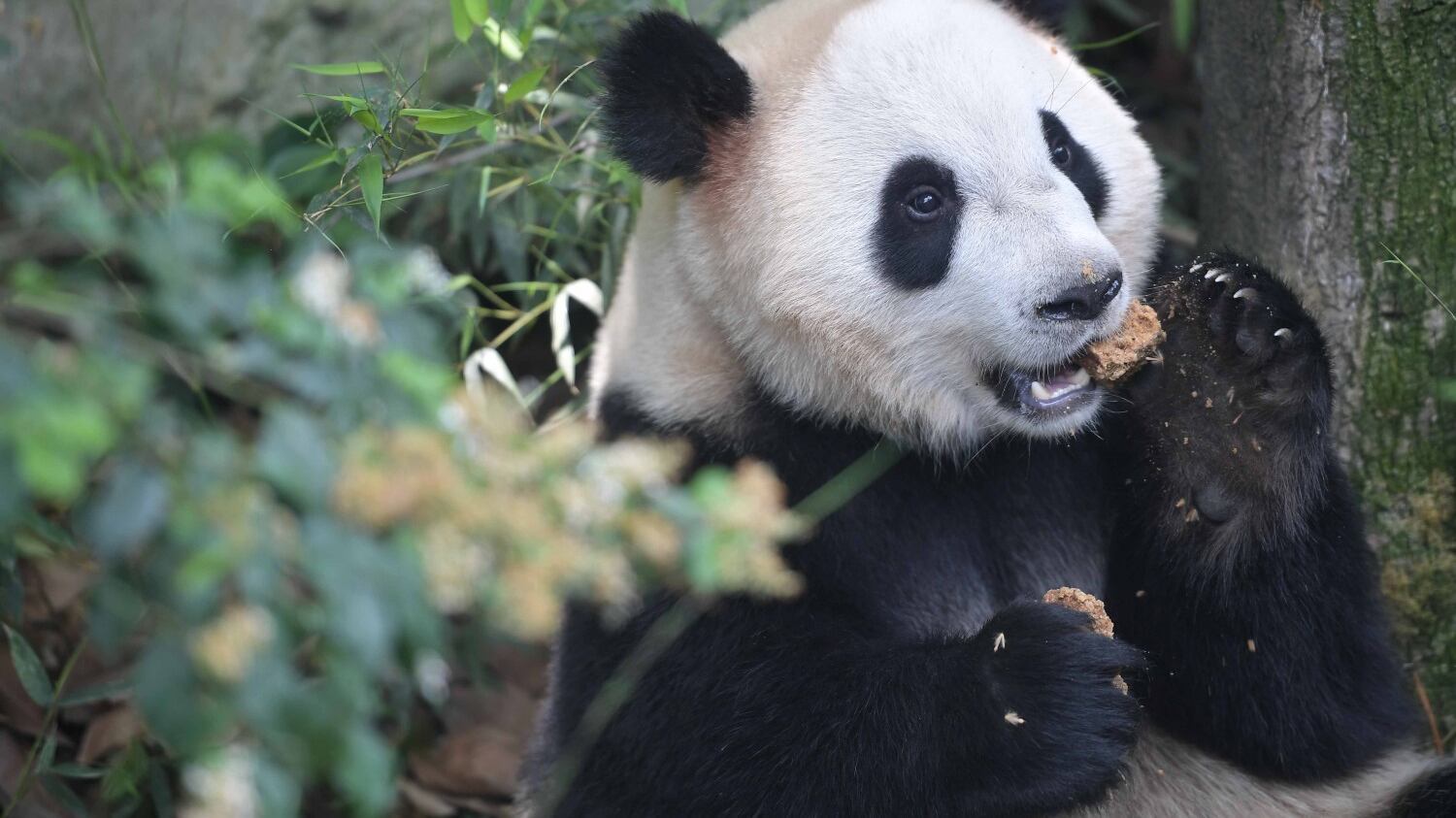 La Cina perde una star Addio a «Basi» il panda più vecchio