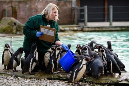 Allo zoo di Londra è il giorno del censimento 3