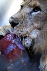 Attimi di vita quotidiana nello zoo 6