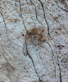 Scoperta al Parco dello Stelvio: orme di Plateosaurus, dinosauro erbivoro 9
