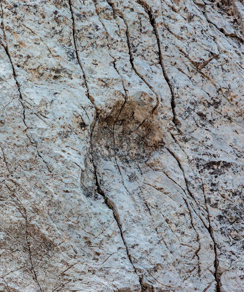 Scoperta al Parco dello Stelvio: orme di Plateosaurus, dinosauro erbivoro 9