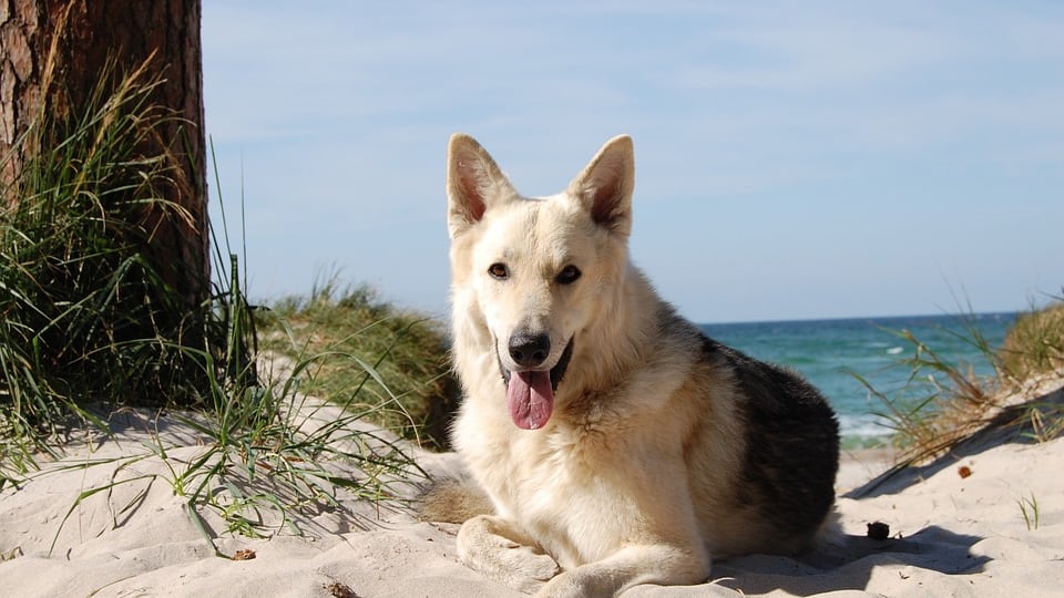 La Cassazione: "Attenti al cane" non salva il padrone