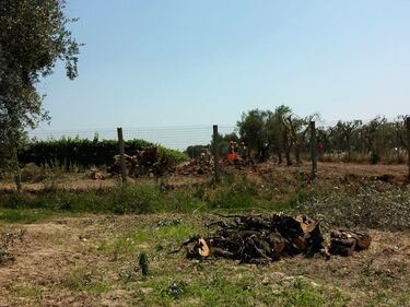 Ulivi abbattuti, il blitz a Oria 15
