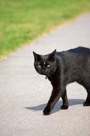 Gatto nero, foto 25