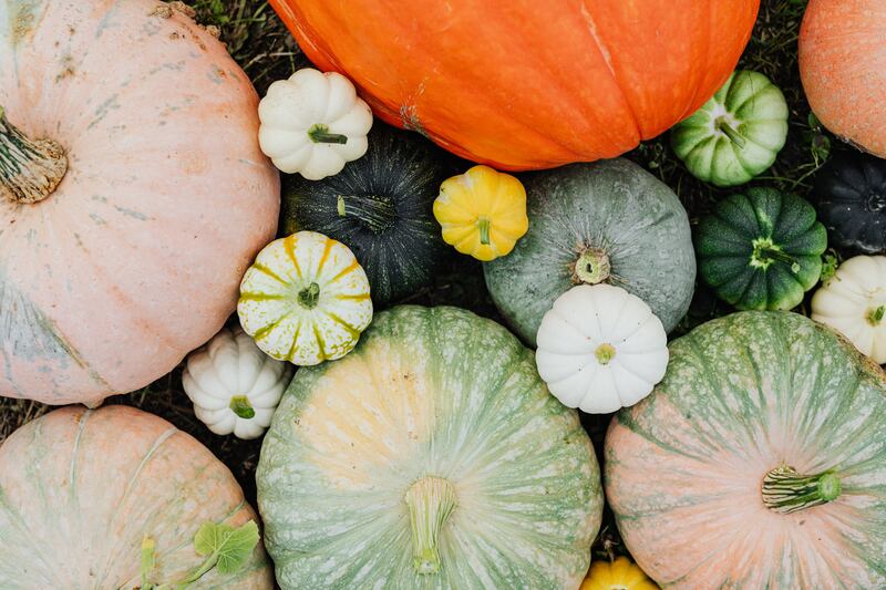zucca