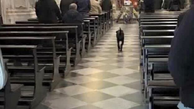Guaiva troppo. Preso a fucilate il cane che aveva vigilato il padrone morto