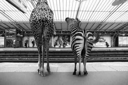 La metrò parigina diventa savana 6