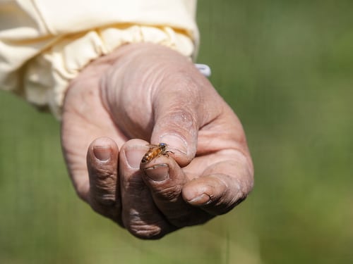 Api e vespe: cosa fare se pungono