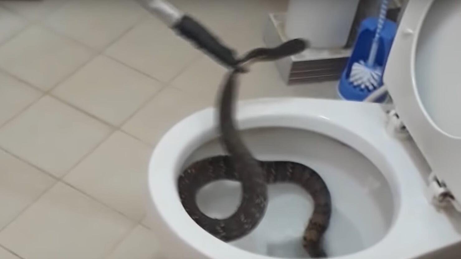 Dalle rane ai serpenti, ecco quali "mostri" possono spuntare in bagno