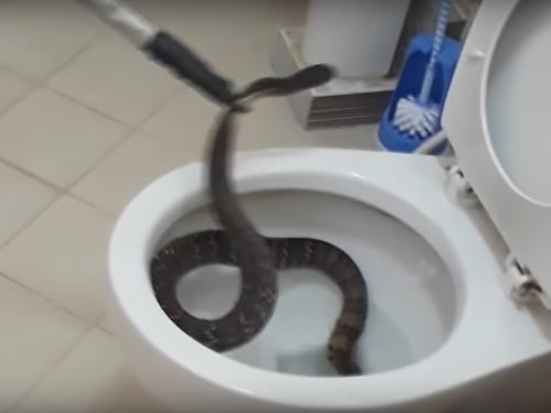 Dalle rane ai serpenti, ecco quali "mostri" possono spuntare in bagno