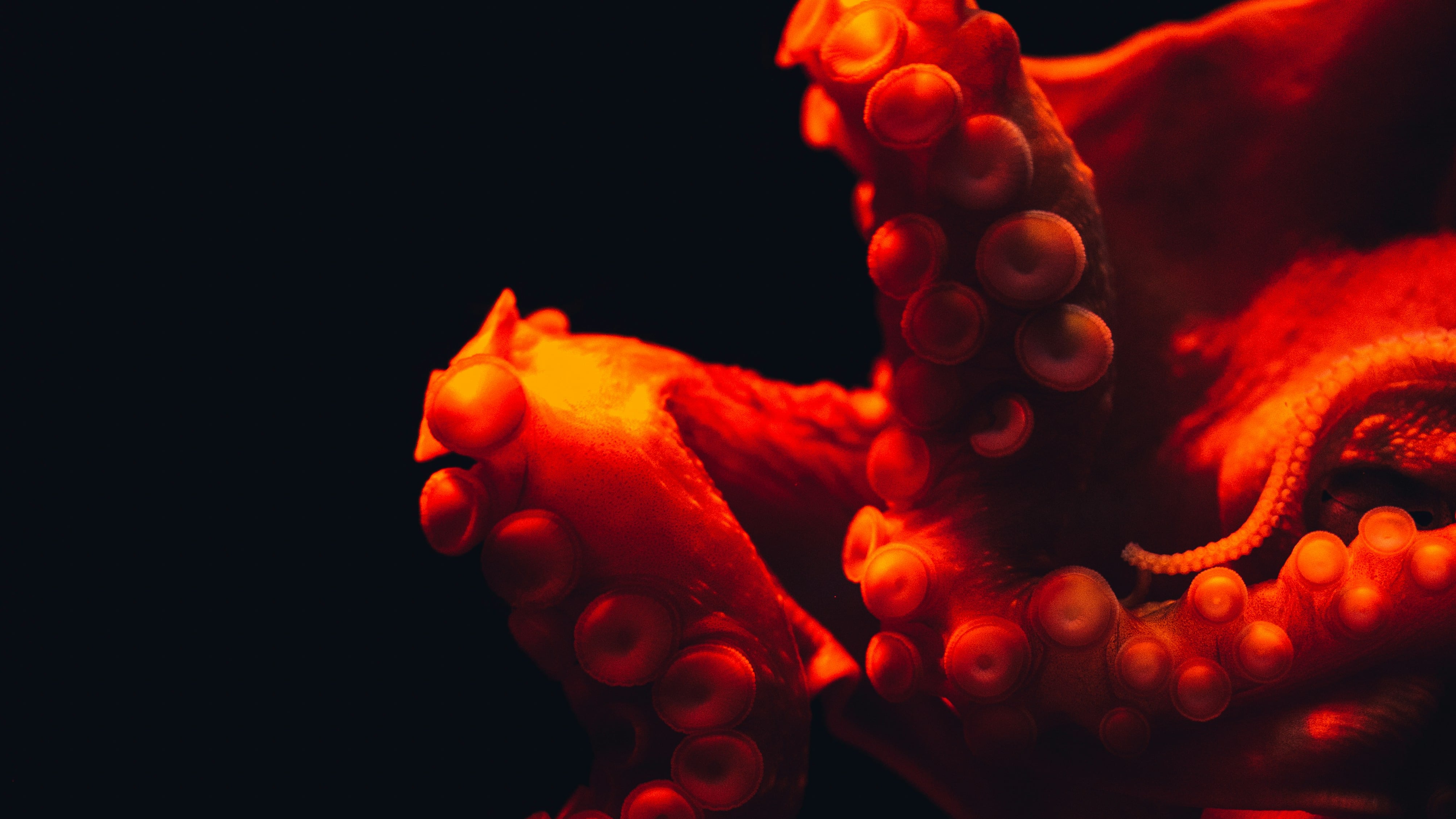 Kraken