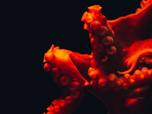 Il Kraken è tornato e questa volta stritola il nostro immaginario