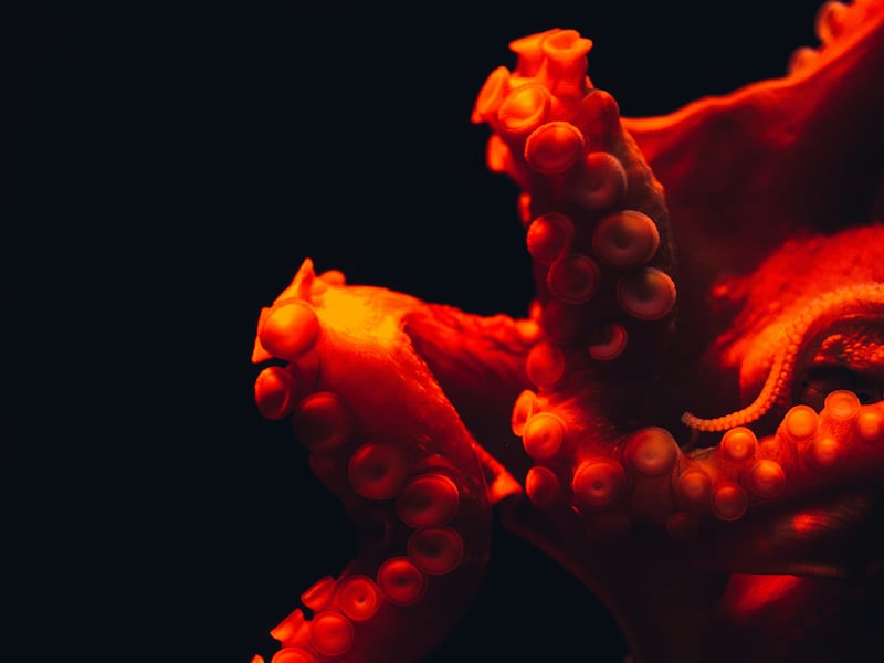 Il Kraken è tornato e questa volta stritola il nostro immaginario