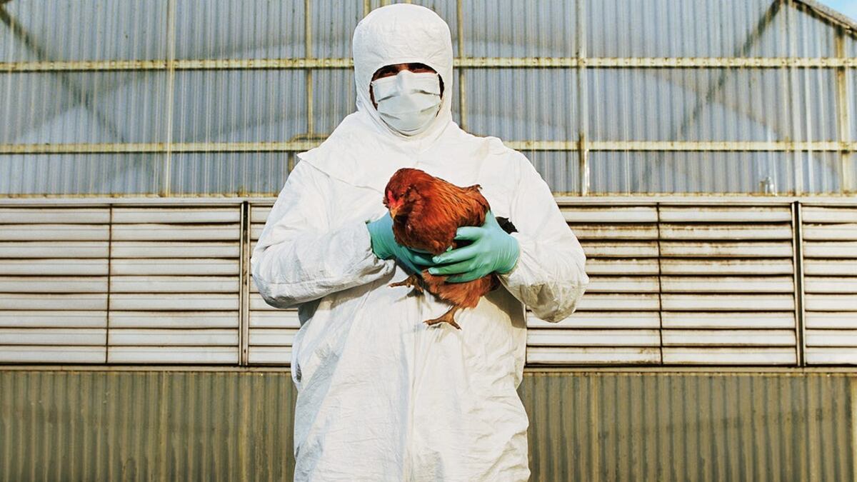 Positivo all'aviaria senza contatto con animali infetti: primo caso negli Usa