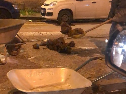 Elefante a spasso per il centro di San Giorgio a Cremano