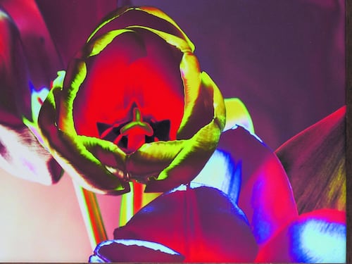 Il fotografo poeta che dipinge con l'obiettivo e parla a fiori e lune