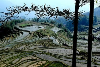 Lo spettacolo dei campi terrazzati in Cina 10
