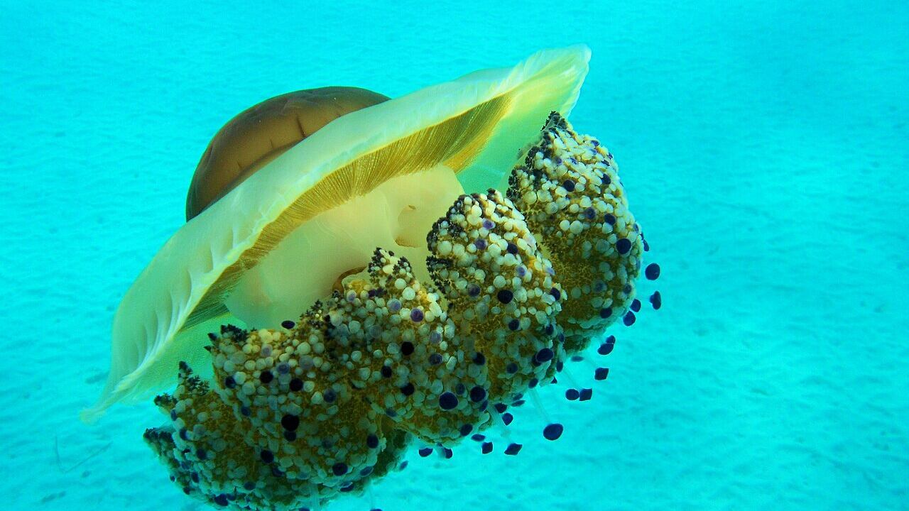 Occhio alla medusa "uovo fritto": come riconoscerla e cosa si rischia