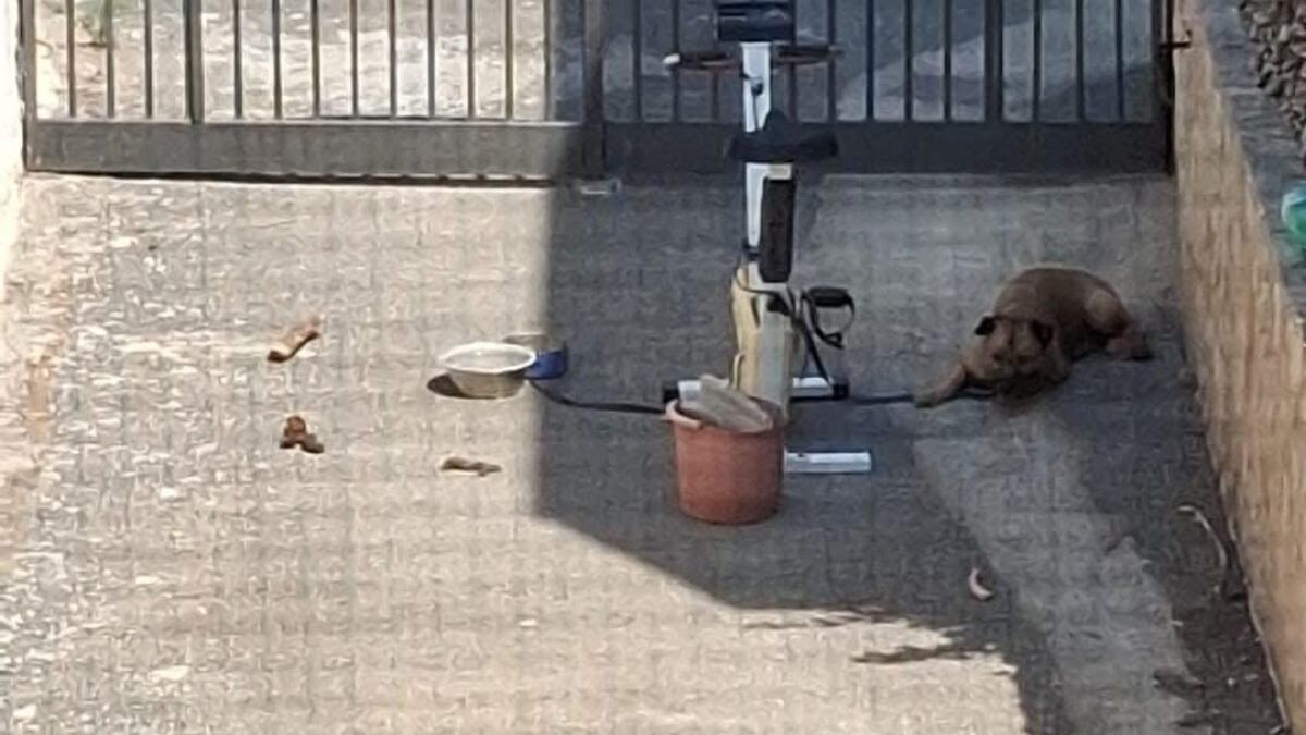 La padrona va in ferie e lo lega alla catena. Ancora un cane abbandonato e morto
