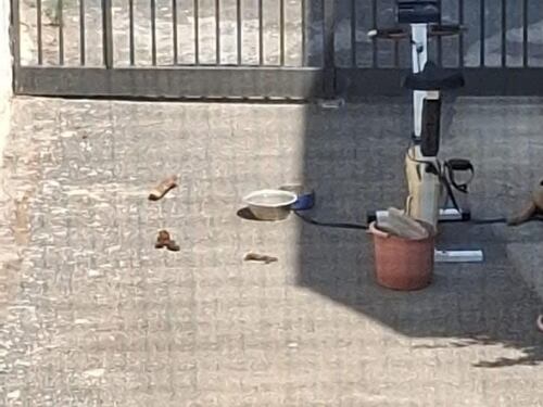 La padrona va in ferie e lo lega alla catena. Ancora un cane abbandonato e morto