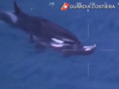 Lo straziante addio di mamma orca al cucciolo morto in mare