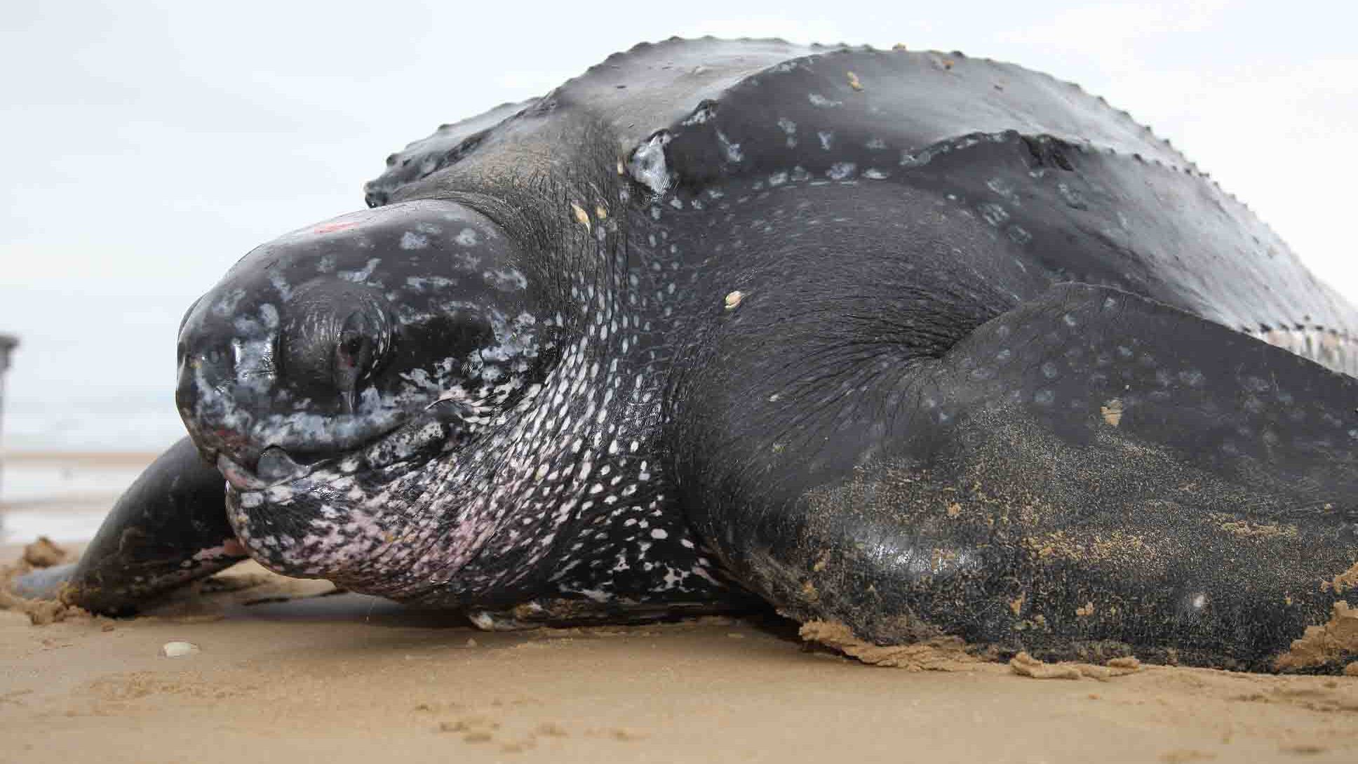 "Giganti e vulnerabili: ecco le tartarughe liuto, gli ultimi dinosauri"
