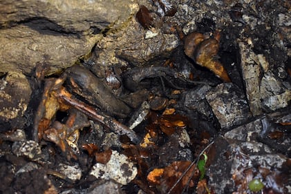 Slovenia, scoperta nuova foiba dell'orrore 8